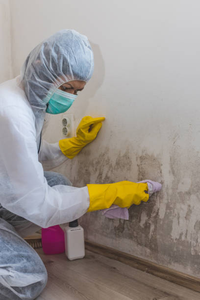 Best Commercial Mold Inspection  in USA